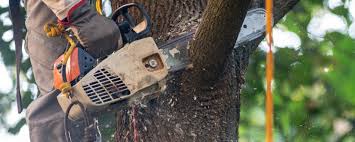 Best Tree and Shrub Care  in Sutton Alpine, AK