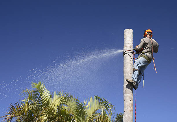 Best Tree Cabling and Bracing  in Sutton Alpine, AK