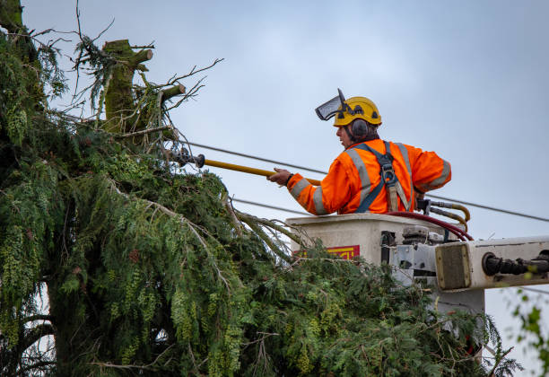 Best Utility Line Clearance  in Sutton Alpine, AK