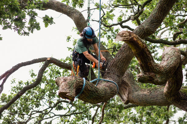 Trusted Sutton Alpine, AK Tree Care Experts